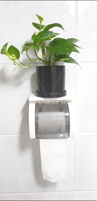 종이,화장실,휴지,펄프,두루마리,화장지,티슈,사물,물건,스킨답서스,skindexus,interior,toilet,washroom,bathroom,실내용화초,화분,화초,house plant