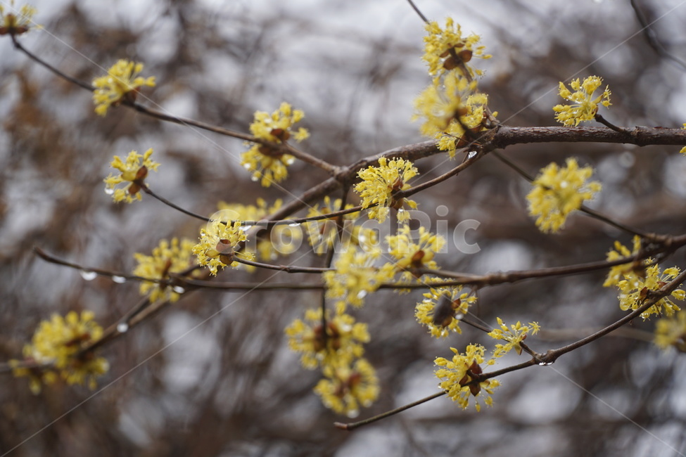 산수유,꽃,봄,풍경,시골,꽃나무,식물,자연,plants,nature,꽃,flower