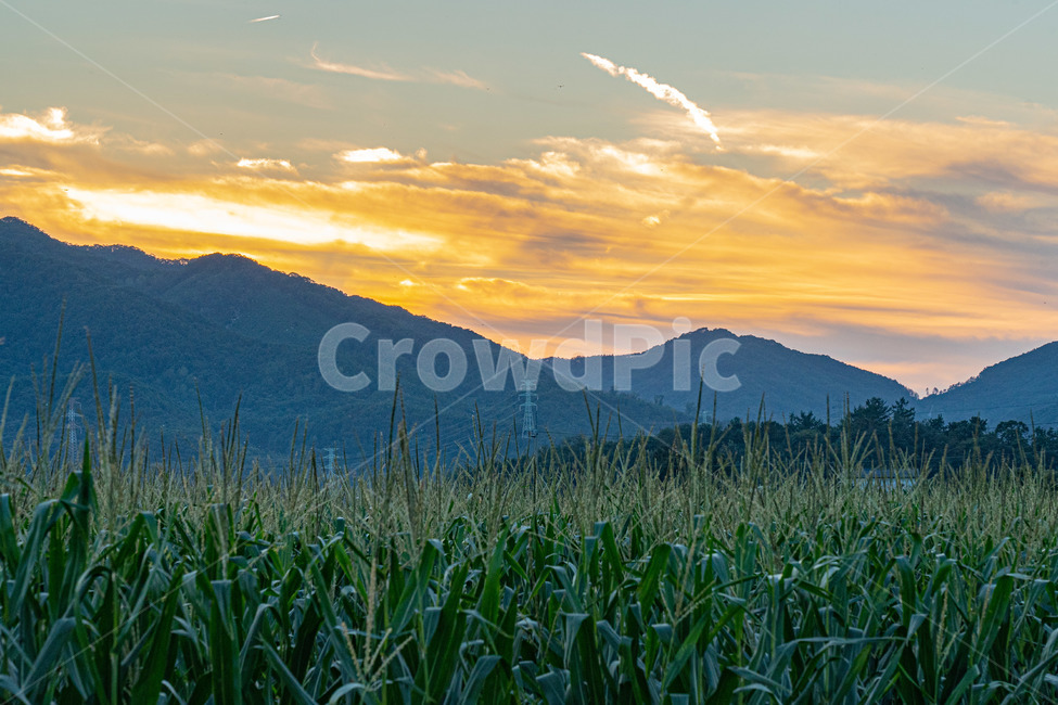 시골,풍경사진,가을,논,하늘,시골,마을,풍경,landscape,country,rural,town,농업,농사,agriculture,farming,farming industry