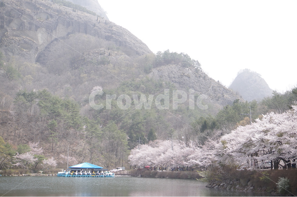 벚꽃,마이산,호수,봄,흐림,풍경,산,봄,계절,spring,season,자연,풍경,nature,landscape,한국자연풍경,한국자연경관,korea nature landscape,plant,식물
