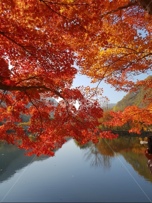 가을,단풍,나무,호수,풍경,반영,가을,계절,fall,autumn,season,자연,풍경,nature,landscape,tree,plant,식물,maple,leaf,잎
