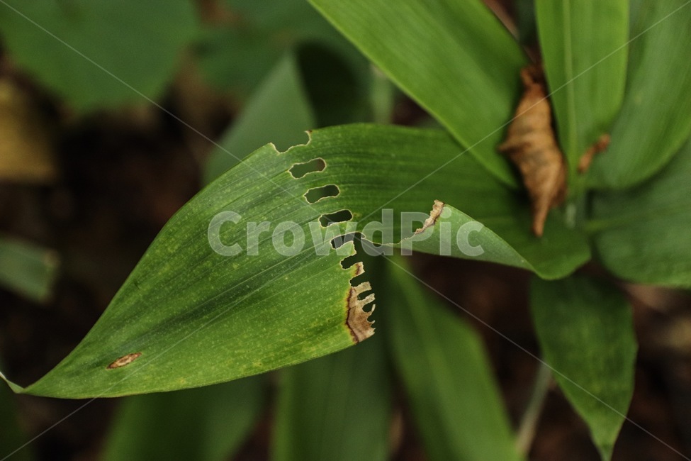 leaf,plant,식물,잎,풀,식물,자연,plants,nature