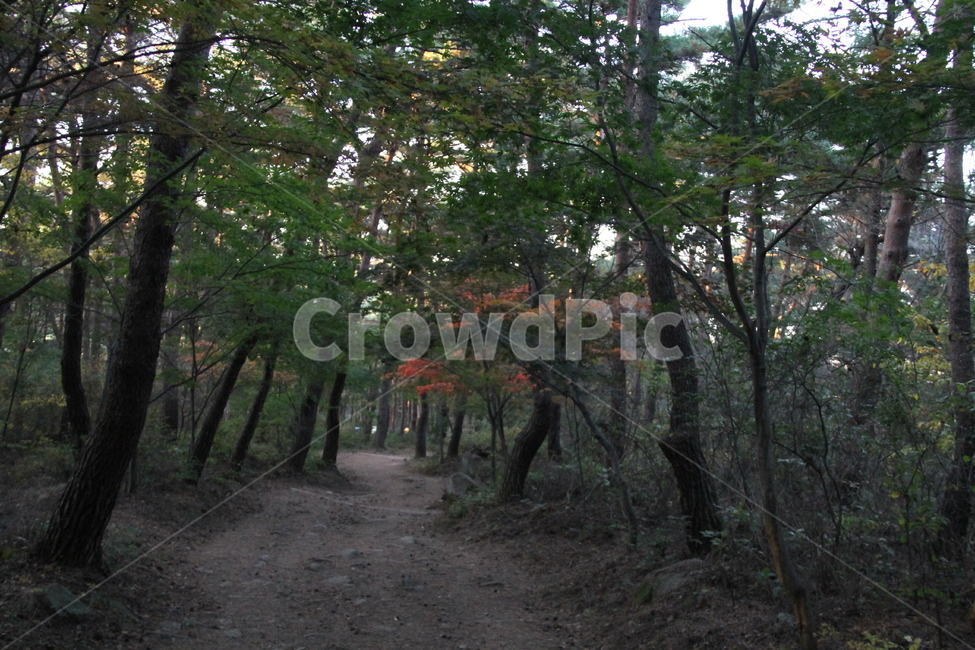 식물,나무,길,가을,단풍,산