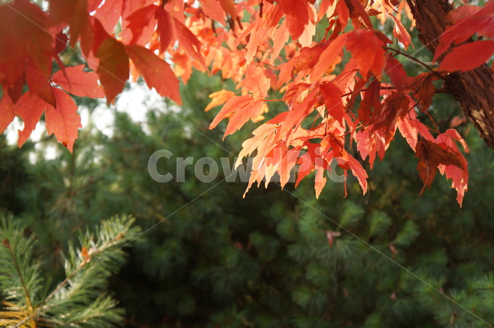 붉은단풍,가을,가을햇살,대비,맑음,단풍,찬란,홍단풍,가을,계절,fall,autumn,season,leaf,잎,plant,식물,tree,나무