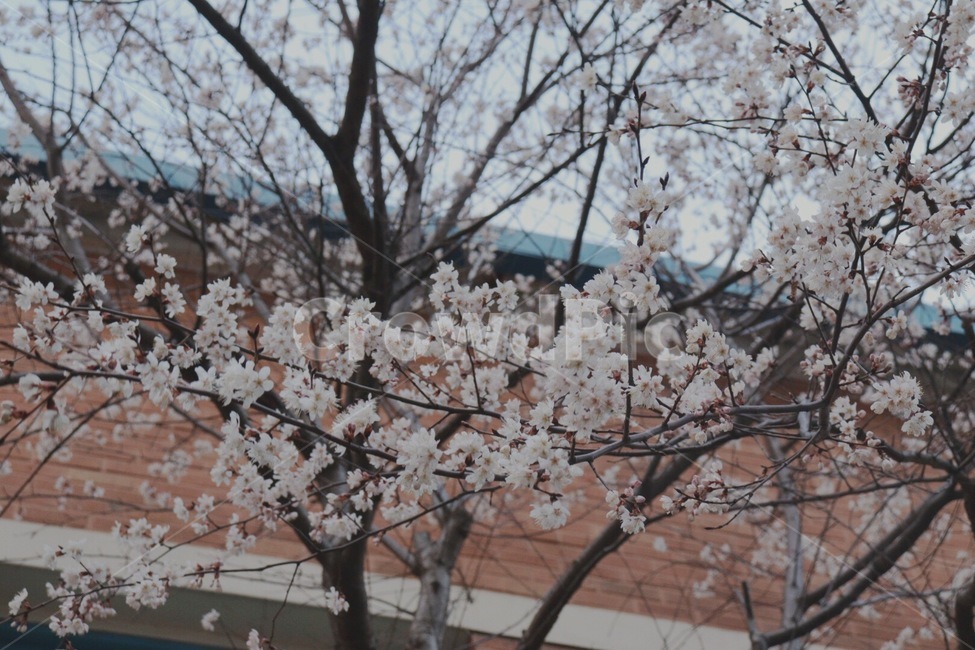 벚꽃,plant,식물,blossom,flower,꽃,봄꽃