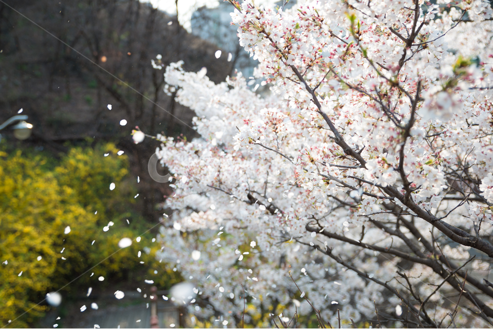 	봄,벚꽃,핑크,나무,꽃,계절,분홍,따뜻함,꽃잎,밝음,식물,들꽃,공원,나들이,소풍,풍경,자연,자연풍경,흰색,화이트,산책,거리,산책로,개나리,노랑,봄,계절,spring,season,식물,자연,plants,nature,꽃,flower,감성,sensible,feeling,plant,blossom