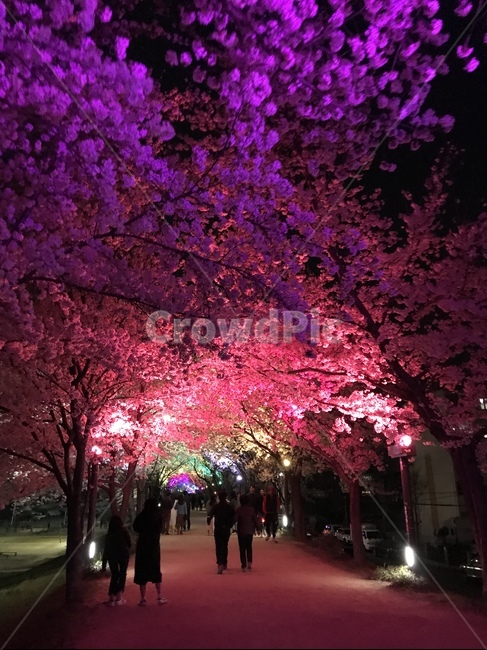 벚꽃,핑크,꽃,봄,조명,거리,산책로,무지개색