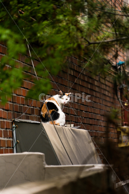 고양이,동물,포유류,길냥이,cat,animal,pet,동물,animal,포유류,mammal,고양이,cat,kitten,kitty
