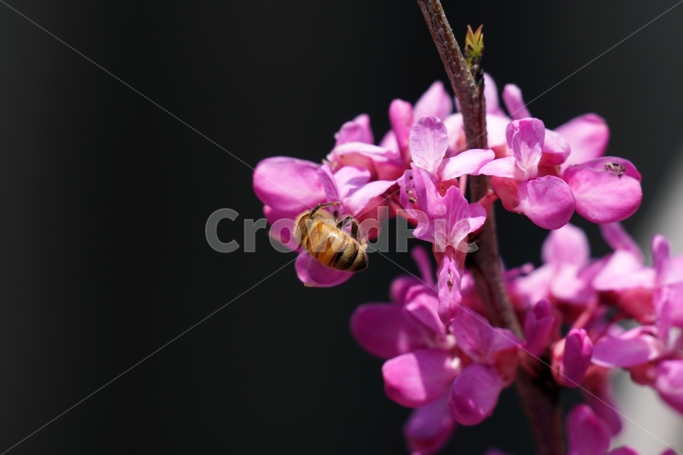 꽃,꽃사진,플라워,flower,봄,봄꽃,spring,식물,plants,자연,nature,풍경,landscape,계절,season,snap,스냅,접사,macro,closeup,클로즈업,감성사진,감성,힐링,healing,느낌,feel,feeling,벌,곤충,insect,동물,animal,honey,bee,말벌,꿀벌,벌레,꽃밭,화단,4월,April,박태기나무,박태기꽃,박태기나무꽃,귀화식물,나무,나뭇가지,tree,한국자연,식물,자연,plants,nature,꽃,flower,동물,animal,곤충,벌레,insect,bug
