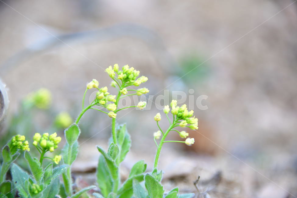 식물,plant,꽃,flower,봄