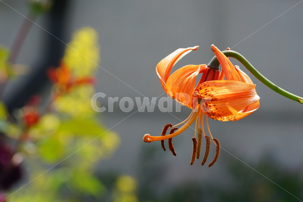 꽃,플라워,색감,컬러,주황색,오렌지빛,식물,접사,flower,생명,나리꽃,감성사진,자연,컬러풀,식물,자연,plants,nature,꽃,flower