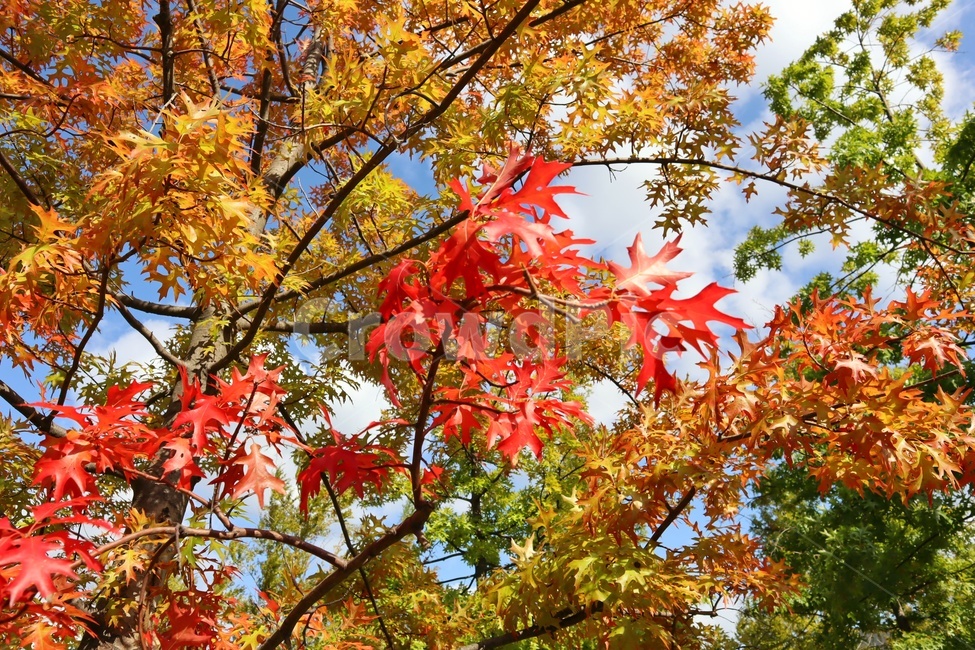 leaf,잎,plant,식물,tree,나무,maple,단풍,가을,autumn,가을,계절,fall,autumn,season