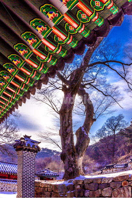 단청,고목,문화유산,건축,전통,굴뚝,겨울,계절,winter,season,한국전통,한국문화,korean traditional,korean culture,식물,자연,plants,nature,나무,trees,wood,건축물,건물외관,exterior,building,structure,architecture,construction