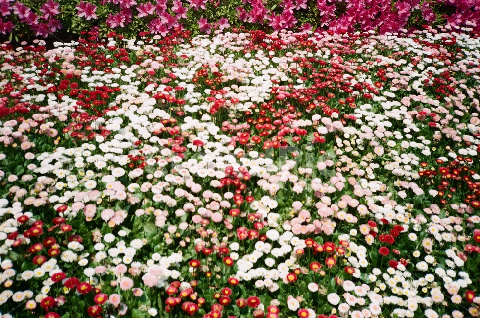 빨간색,흰색,꽃밭,필름카메라,필름