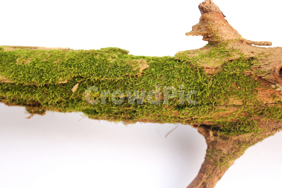 bark,branch,branchesmoss,brown,closeup,detail,dry,green,moss,natural,nature,piece,plant,tree,wood,wooden,이끼,그린,녹색,나뭇가지,오래된,자연,식물,나무,우드,건조한,마른,가지,풀,이끼풀,흰배경,클로즈업,갈색,브라운,식물,자연,plants,nature,나무,trees,wood,누끼,remove background