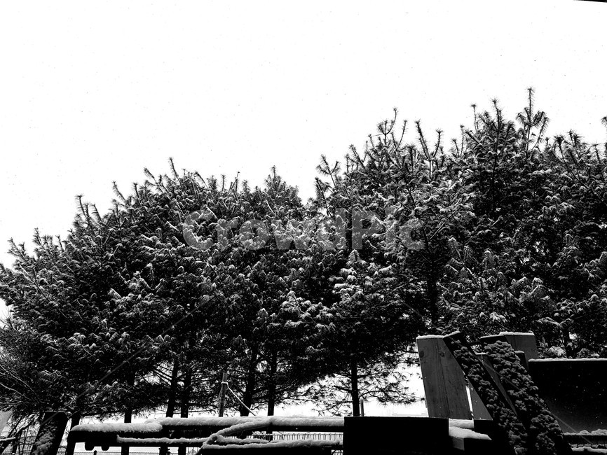 소나무,겨울,눈,흑백,winter,pine,snow,blackwhite