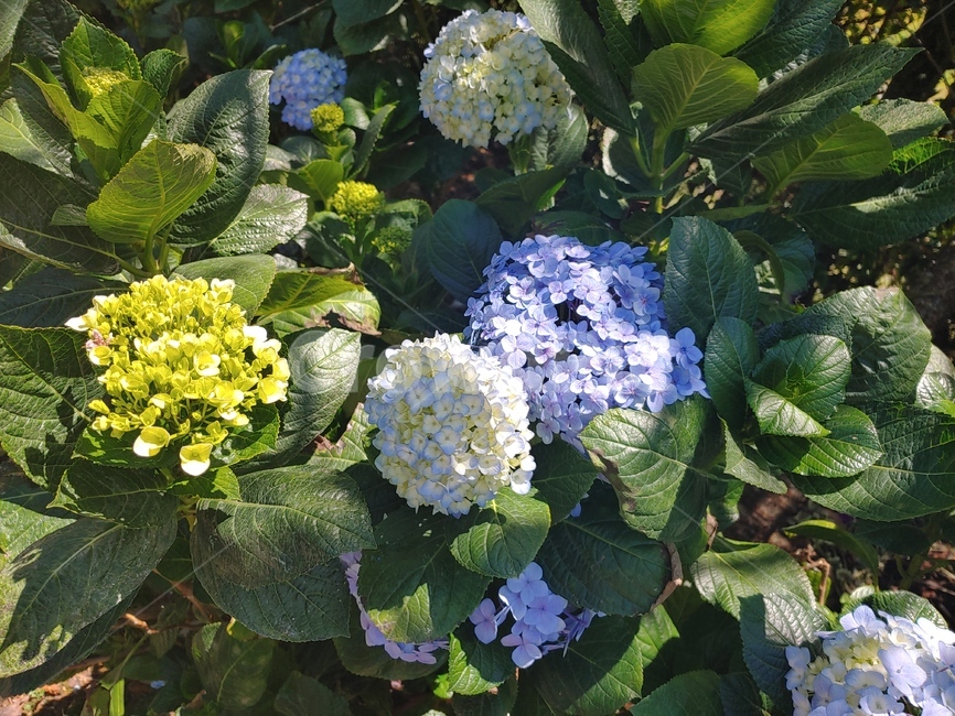 plant,식물,flower,blossom,꽃,bigleafhydrangea,수국,식물,자연,plants,nature,꽃,flower