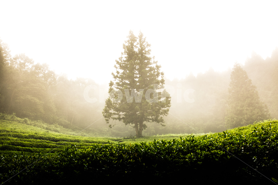 보성다원,녹차밭,일출,보성녹차밭,보성녹차,녹차,아침다원,다원의아침,녹차밭의아침,안개낀다원,안개,역광,빛내림,자연,풍경,nature,landscape,한국자연풍경,한국자연경관,korea nature landscape,weather,날씨,outdoors,옥외,fog