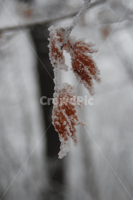눈,눈꽃,겨울,잎사귀,자연,겨울,계절,winter,season