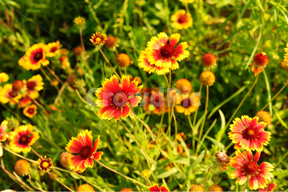 꽃,봄,노랑,초록,들꽃,식물,자연,plants,nature,꽃,flower