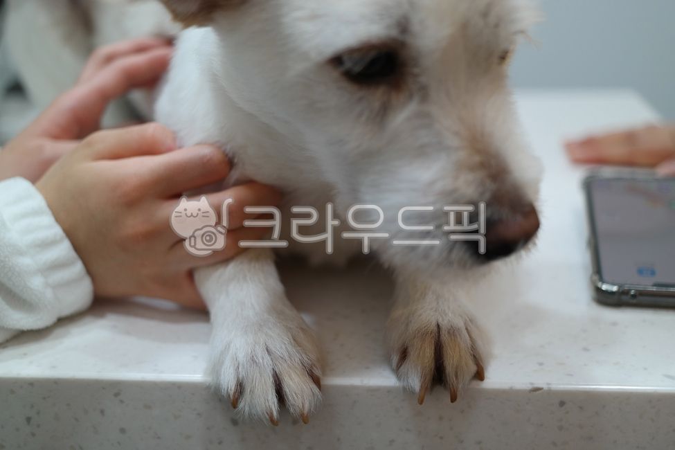 expression,therapy,Medical treatment,diagnosis,Pets,White,puppy,animal hospital,afraid,veterinarian,examination,cowardice,animal,scary,hospital,dog,pet dog,frightened,pet,fear