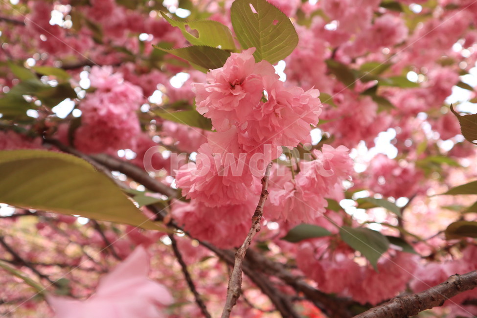 겹벚꽃,벚꽃,봄,분홍색,꽃,자연,spring,식물,flower