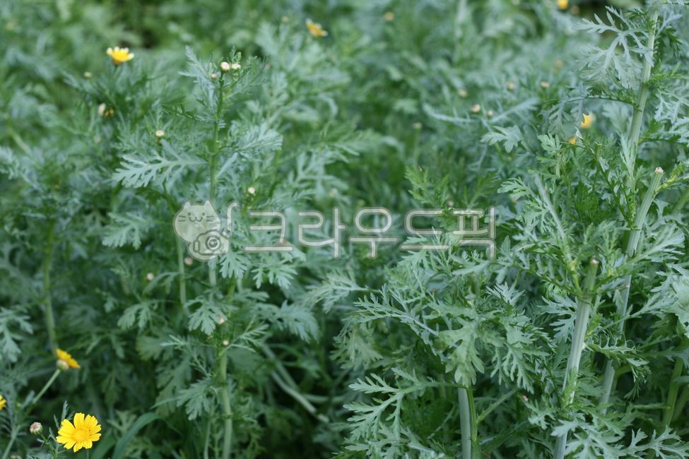 herbs, 허브, 쑥갓, 야채, 채소, 사진,이미지,일러스트,캘리그라피 - 소유함짱작가