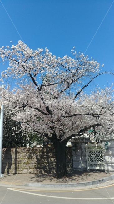 벚꽃,봄,낭만,봄꽃,데이트