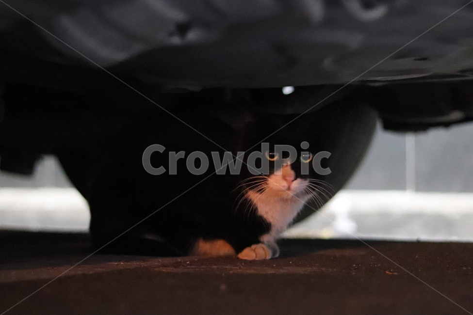길고양이,고양이,귀여운고양이,길냥이,시골고양이,동물,animal,포유류,mammal,고양이,cat,kitten,kitty