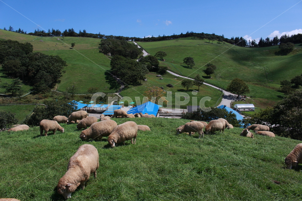 양떼목장,목장,양떼,여름,field,들,목초지,nature,자연,ranch,농장,pasture,farm,grazing,방목,meadow,rural,농촌,동물,animal,포유류,mammal