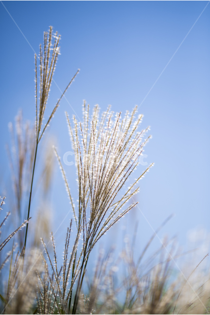억새,갈대,가을,가을분위기,하늘공원,가을,계절,fall,autumn,season,식물,자연,plants,nature,plant,grass,잔디,lawn