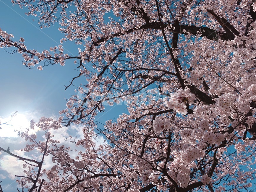 벚꽃,분홍,팝콘,하늘,꽃놀이,핑크,자연,풍경,nature,landscape,나무,trees,wood,plant,식물,blossom,꽃,cherry blossom,flower