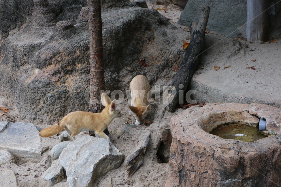 사막여우,여우,동물,동물원,페넥여우,동물,animal,포유류,mammal