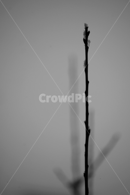 싹,꽃,눈,겨울,plant,bud,sprout