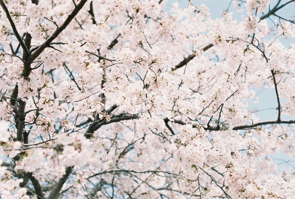 plant,식물,blossom,꽃,flower,cherryblossom,벚꽃,필름사진,필름감성