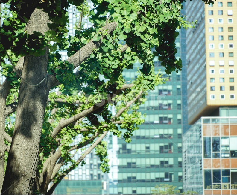빌딩,나무,자연,city,tree,building,도시,nature,wood,green