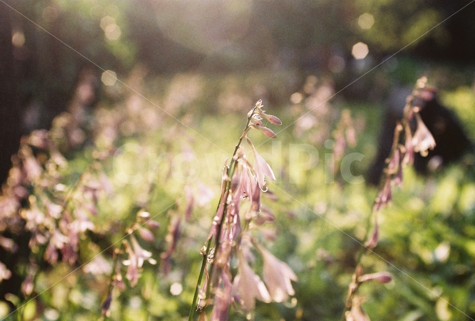 여름,비비추,감성사진,필름사진,필름감성,휴식,힐링,rest,relaxation,healing,식물,자연,plants,nature,꽃,flower,감성,sensible,feeling