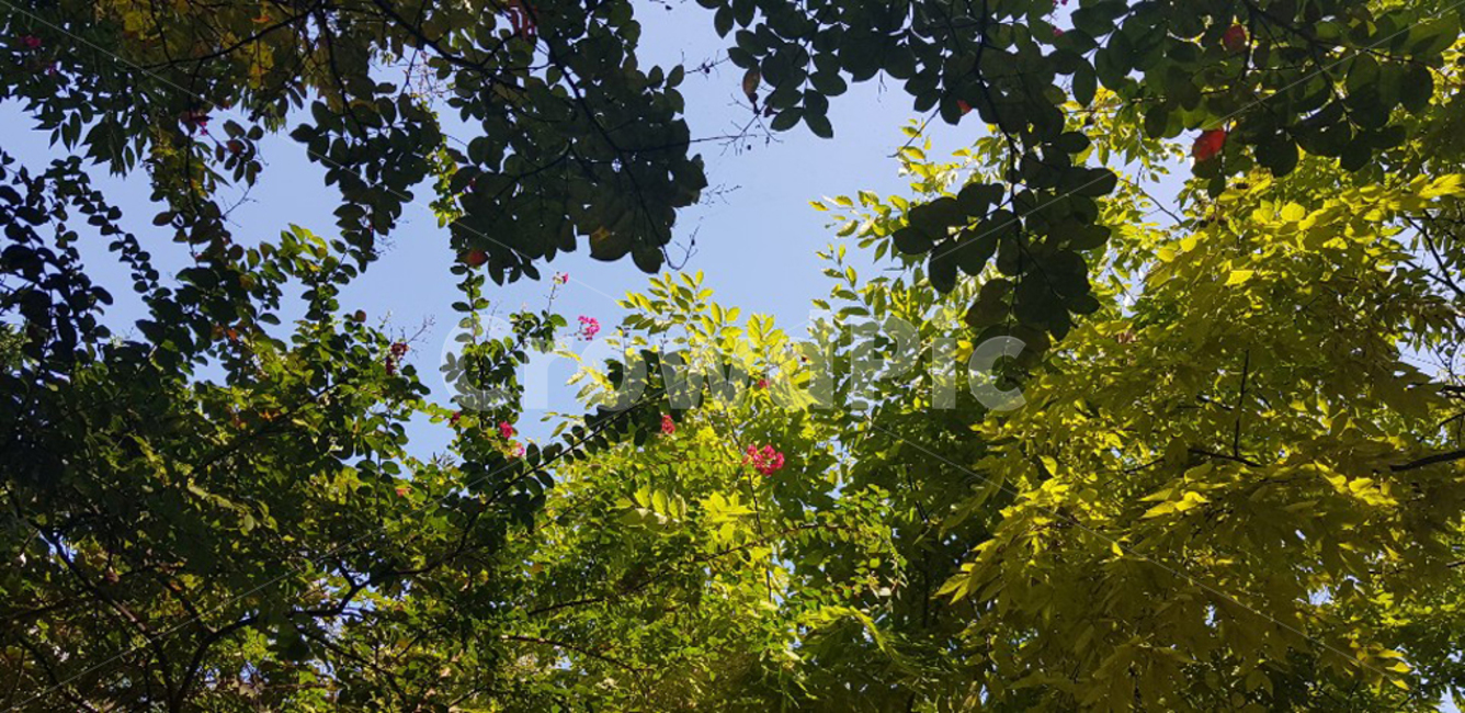하늘,sky,구름,파란,아름다운,시원한,풍경,맑은,나무,tree