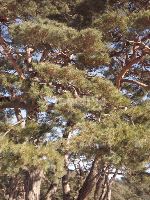 의림지,소나무,나무,유원지,숲,자연,식물,자연,plants,nature,나무,trees,wood