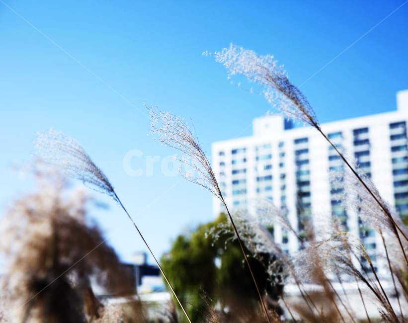 plant,식물,갈대,reed,outdoor,식물,자연,plants,nature