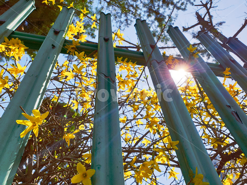 개나리,봄,필름카메라,햇살,노란색,flower,spring,스냅,forsythia,감성,빈티지,필카,식물,자연,plants,nature,꽃,flower