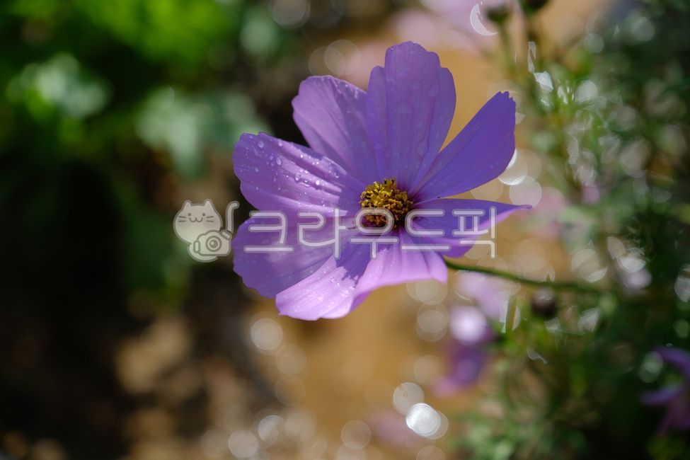 코스모스,꽃,꽃잎,자연,물방울,이슬,식물