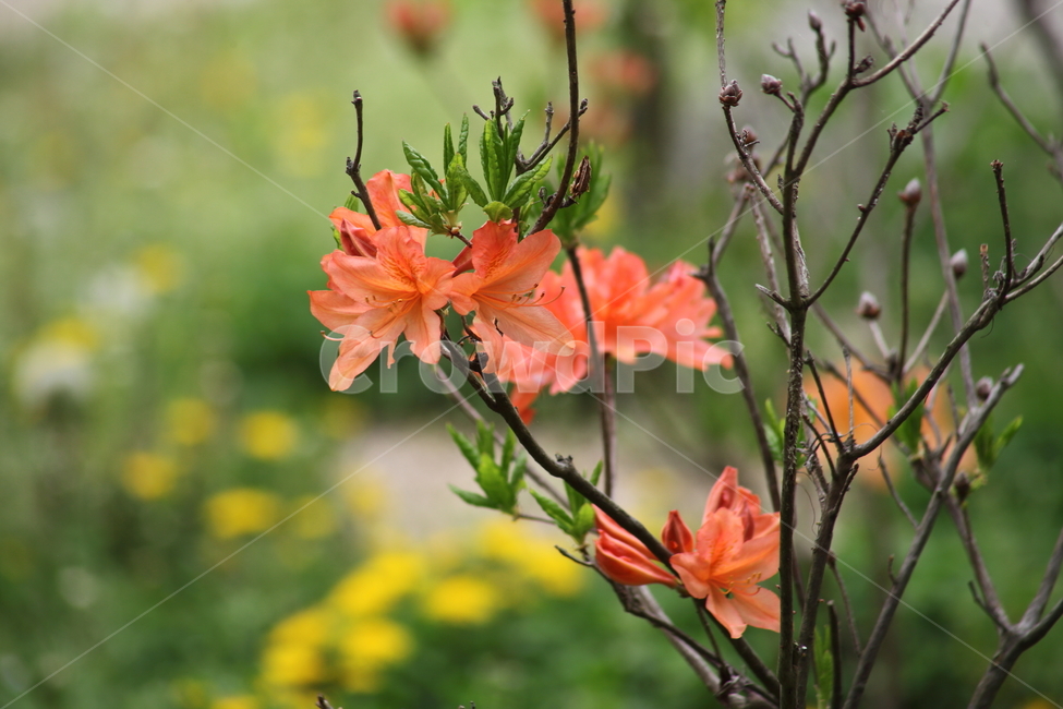 철쭉,봄,진달래과,rhododendronschlippenbachii,royalazalea