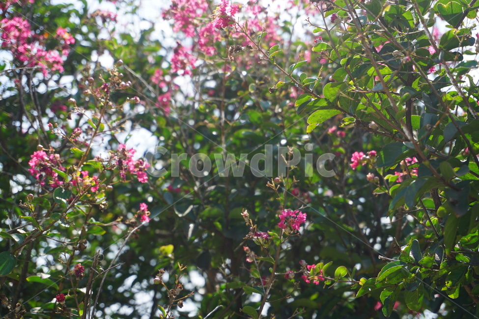 핑크,하늘,핑크꽃,꽃,플라워,나무,자연,식물,자연,plants,nature,꽃,flower