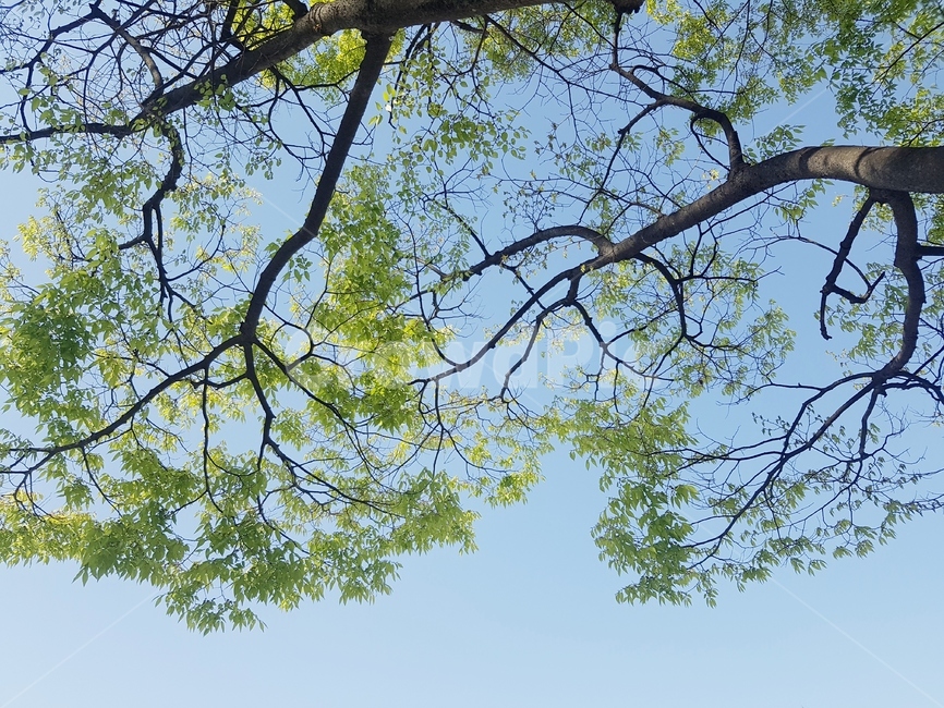 나무,하늘,하늘배경,나무배경,하늘색,파랑색,초록색,나무,trees,wood