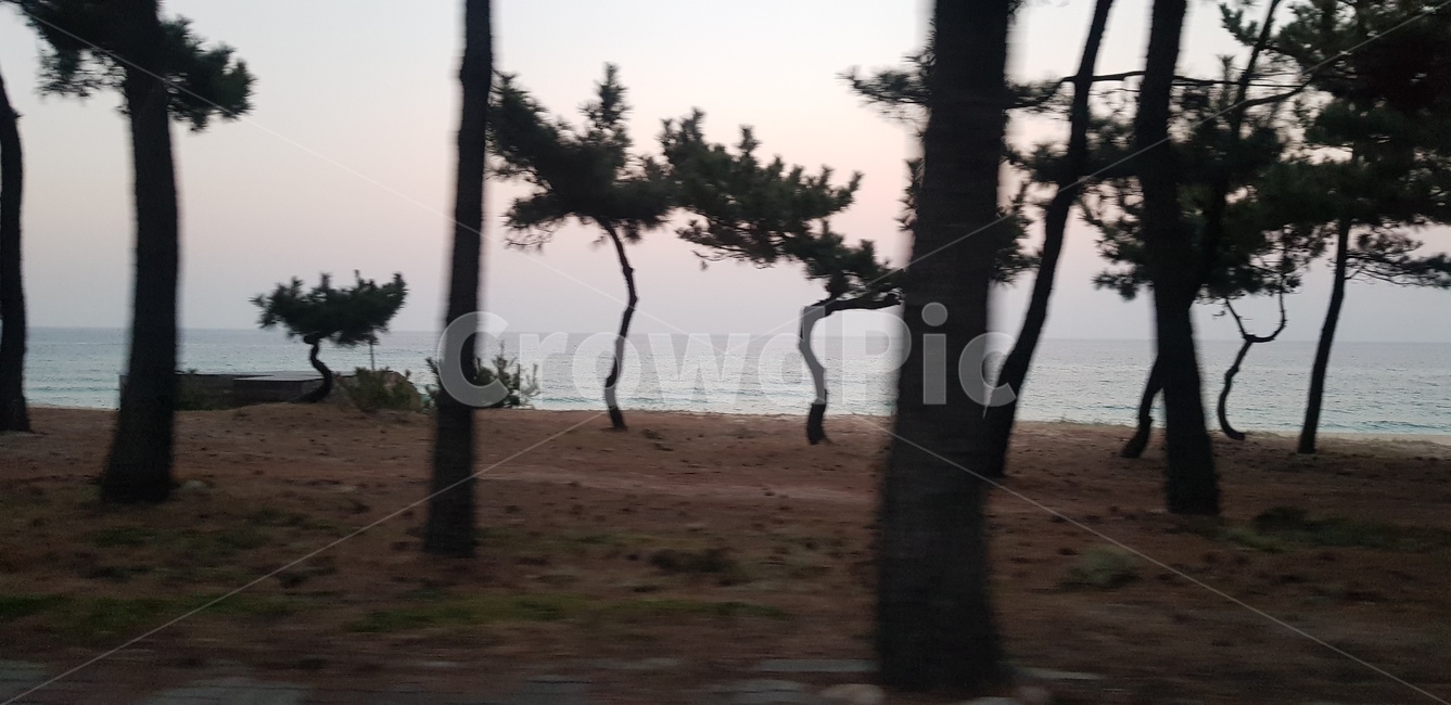 tree,소나무,바다픙경,바다,자연