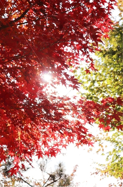 leaf,잎,plant,식물,maple,단풍,tree,나무,햇살,sunshine