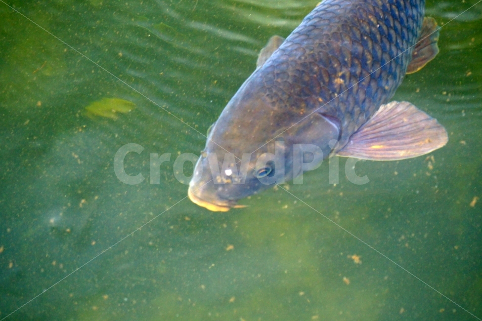 잉어,물고기,생선,어류,fish,동물,animal,붕어,물,water,강,하천,river,자연,nature,물속,여름,summer,수영,헤엄,지느러미,낚시,호수,lake,한국의자연,한국풍경,동물,animal,어류,물고기,fish