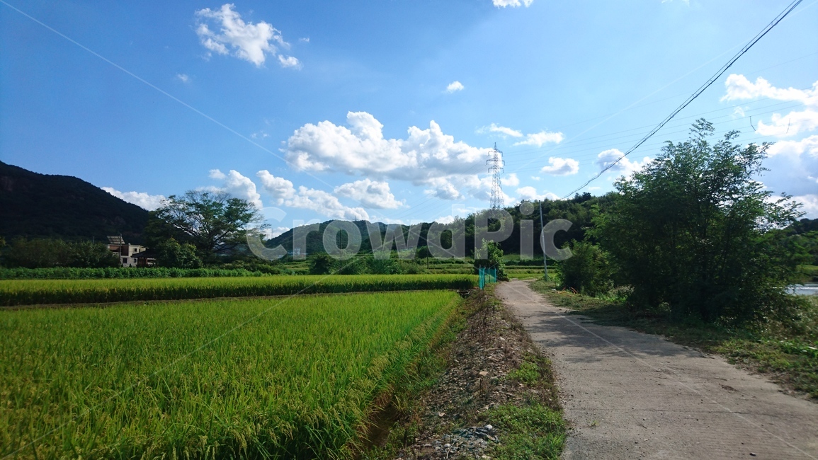 들,목초지,시골길,들판,field,grassland,outdoors,옥외,nature,생화,바탕화면,배경화면,백그라운드,구름,하늘,하늘색,초록색,season,배경,풍경,경치,절경