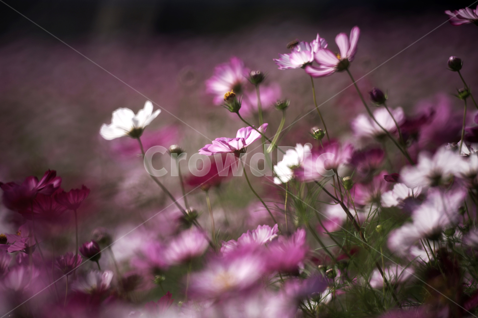 코스모스,꽃,식물,가을,계절,감성,자연,가을,계절,fall,autumn,season,식물,자연,plants,nature,꽃,flower,blossom,geranium,제라늄,plant,petal,꽃잎